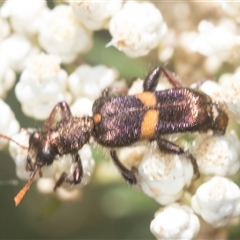 Eleale pulchra at Bungonia, NSW - 17 Nov 2024