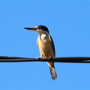 Todiramphus sanctus at Higgins, ACT - 22 Oct 2018 03:32 PM