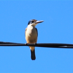 Todiramphus sanctus at Higgins, ACT - 22 Oct 2018 03:32 PM