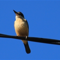 Todiramphus sanctus at Higgins, ACT - 22 Oct 2018 03:32 PM