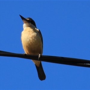 Todiramphus sanctus at Higgins, ACT - 22 Oct 2018 03:32 PM