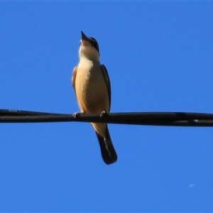 Todiramphus sanctus at Higgins, ACT - 22 Oct 2018 03:32 PM