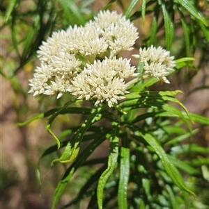 Cassinia longifolia at Whitlam, ACT - 19 Nov 2024