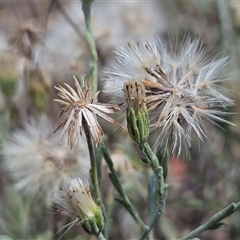 Vittadinia gracilis (New Holland Daisy) at Whitlam, ACT - 19 Nov 2024 by sangio7