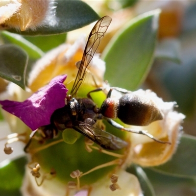 Paralastor sp. (genus) (Potter Wasp) at Florey, ACT - 16 Nov 2024 by KorinneM