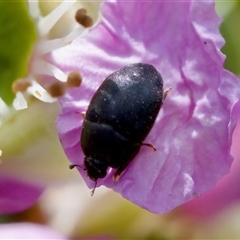 Aethina sp. (genus) (Sap beetle) at Florey, ACT - 16 Nov 2024 by KorinneM