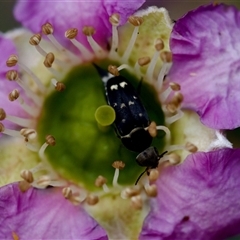 Mordella sp. (genus) (Pintail or tumbling flower beetle) at Florey, ACT - 14 Nov 2024 by KorinneM