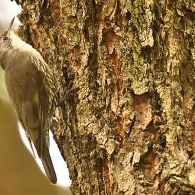 Cormobates leucophaea (White-throated Treecreeper) at Acton, ACT - 19 Nov 2024 by Thurstan