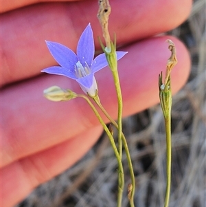 Wahlenbergia capillaris at Weetangera, ACT - 19 Nov 2024 01:44 PM