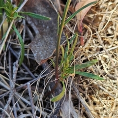 Wahlenbergia capillaris at Weetangera, ACT - 19 Nov 2024 01:44 PM