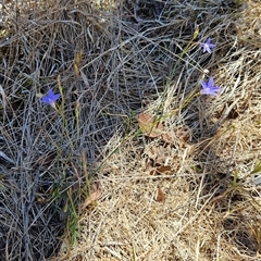 Wahlenbergia capillaris at Weetangera, ACT - 19 Nov 2024 01:44 PM