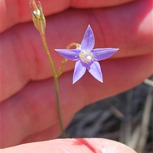 Wahlenbergia capillaris at Weetangera, ACT - 19 Nov 2024 01:44 PM