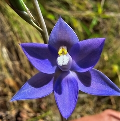 Thelymitra alpina (Mountain Sun Orchid) at Cotter River, ACT - 20 Nov 2024 by HarleyB