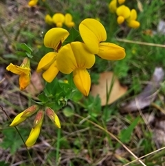 Lotus corniculatus (Birds-Foot Trefoil) at Yaouk, NSW - 19 Nov 2024 by HarleyB