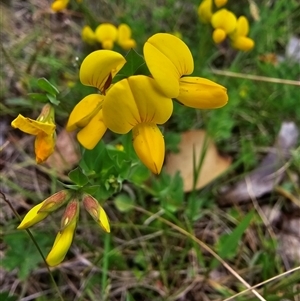 Lotus corniculatus (Birds-Foot Trefoil) at Yaouk, NSW by HarleyB