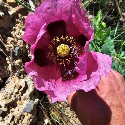 Papaver somniferum (Opium Poppy) at Mount Clear, ACT - 19 Nov 2024 by HarleyB