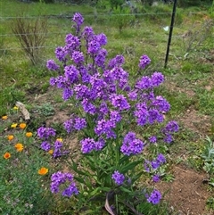 Hesperis matronalis (Dame's Rocket) at Yaouk, NSW - 19 Nov 2024 by HarleyB