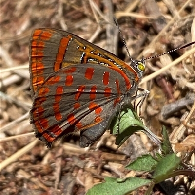 Hypochrysops delicia (Moonlight Jewel) at Whitlam, ACT - 20 Nov 2024 by SteveBorkowskis