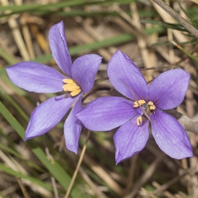 Cheiranthera linearis (Finger Flower) at Gundary, NSW - 17 Nov 2024 by AlisonMilton