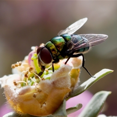 Chrysomya sp. (genus) (A green/blue blowfly) at Florey, ACT by KorinneM