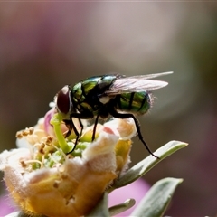 Lucilia sp. (genus) at Florey, ACT - suppressed