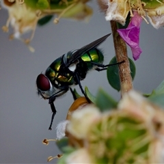 Chrysomya sp. (genus) at Florey, ACT - suppressed
