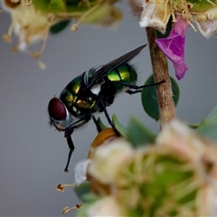 Lucilia sp. (genus) at Florey, ACT - suppressed