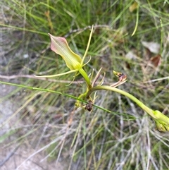 Cryptostylis subulata (Cow Orchid) at Bonny Hills, NSW - 20 Nov 2024 by pls047