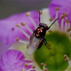 Melanina sp. (genus) at Florey, ACT - 14 Nov 2024 by KorinneM