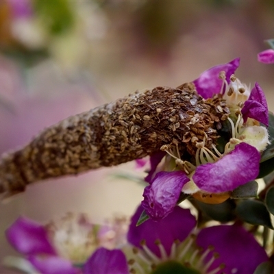 Conoeca or Lepidoscia (genera) IMMATURE (Unidentified Cone Case Moth larva, pupa, or case) at Florey, ACT - 16 Nov 2024 by KorinneM