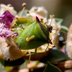 Cuspicona thoracica (Shield bug) at Florey, ACT - 16 Nov 2024 by KorinneM