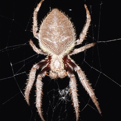 Hortophora transmarina (Garden Orb Weaver) at Sheldon, QLD - 17 Nov 2024 by PJH123