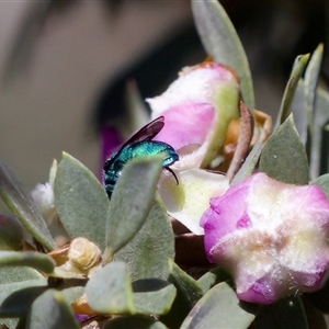 Chrysididae (family) at Florey, ACT - suppressed