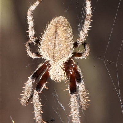 Hortophora transmarina (Garden Orb Weaver) at Sheldon, QLD - 17 Nov 2024 by PJH123