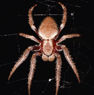 Hortophora transmarina (Garden Orb Weaver) at Sheldon, QLD - 17 Nov 2024 by PJH123