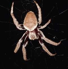 Hortophora transmarina (Garden Orb Weaver) at Sheldon, QLD - 17 Nov 2024 by PJH123