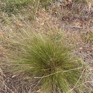 Nassella trichotoma at Watson, ACT - 20 Nov 2024 10:51 AM