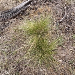 Nassella trichotoma at Watson, ACT - 20 Nov 2024 10:51 AM