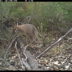 Notamacropus rufogriseus (Red-necked Wallaby) at Shannondale, NSW - 31 Oct 2024 by PEdwards