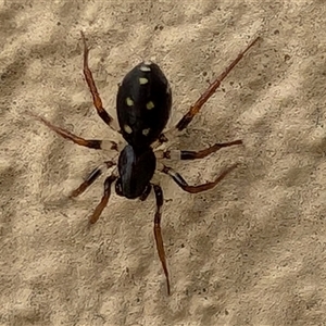 Habronestes sp. (genus) at Watson, ACT - 20 Nov 2024