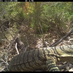 Varanus varius (Lace Monitor) at Shannondale, NSW - 1 Nov 2024 by PEdwards