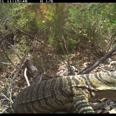 Varanus varius (Lace Monitor) at Shannondale, NSW - 1 Nov 2024 by PEdwards