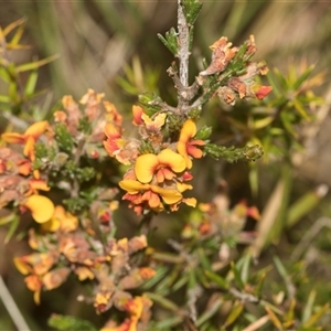 Dillwynia sericea at Gundary, NSW - 17 Nov 2024 01:15 PM