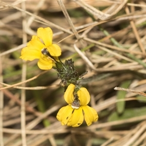 Goodenia bellidifolia at Gundary, NSW - 17 Nov 2024