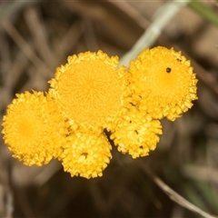 Chrysocephalum apiculatum (Common Everlasting) at Gundary, NSW - 17 Nov 2024 by AlisonMilton