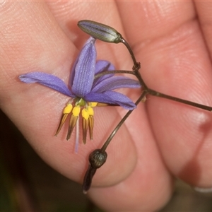 Dianella revoluta var. revoluta at Gundary, NSW - 17 Nov 2024