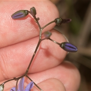 Dianella revoluta var. revoluta at Gundary, NSW - 17 Nov 2024