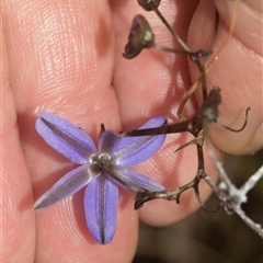 Dianella revoluta var. revoluta at Gundary, NSW - 17 Nov 2024