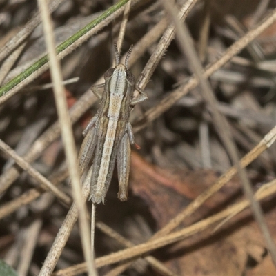 Unidentified Grasshopper (several families) at Gundary, NSW - 17 Nov 2024 by AlisonMilton