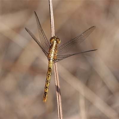 Diplacodes sp. (genus) (Percher) at Hall, ACT - 19 Nov 2024 by Anna123